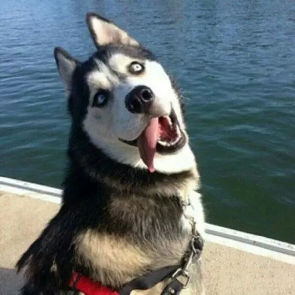 二哈生病去医院检查，医生拍片后一看吓一跳，这二哈纯啊！