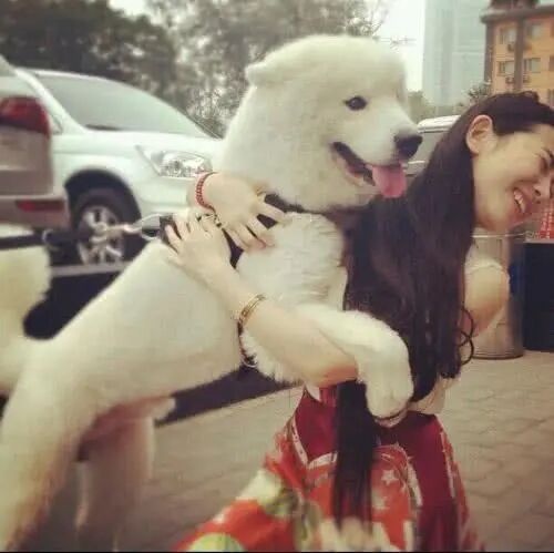 本想和女友秀下恩爱，结果被狗砸半路截胡了。。。