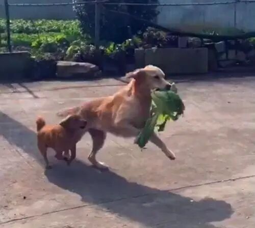 大金毛帮村民运蒜苔，结果全叼进了自家地里……