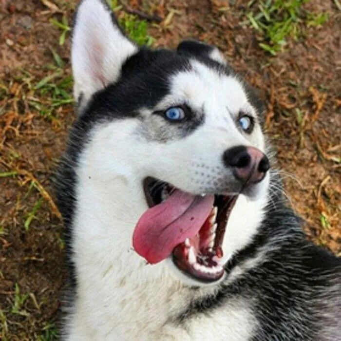 出差让女友照顾哈士奇，第二天收到视频，网友看完立马请假回家…