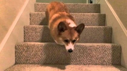 原来柯基是这样下楼梯的...有点魔性！