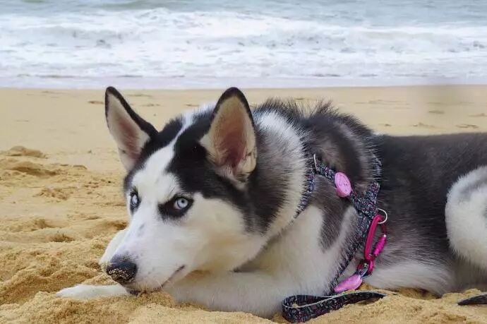 偶遇一只超帅的哈士奇，但仔细一看，哈……哈士驴?