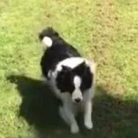 酸了！网友家的边猪又胖又爱邀功，家里的另一只狗却无比宠溺它！