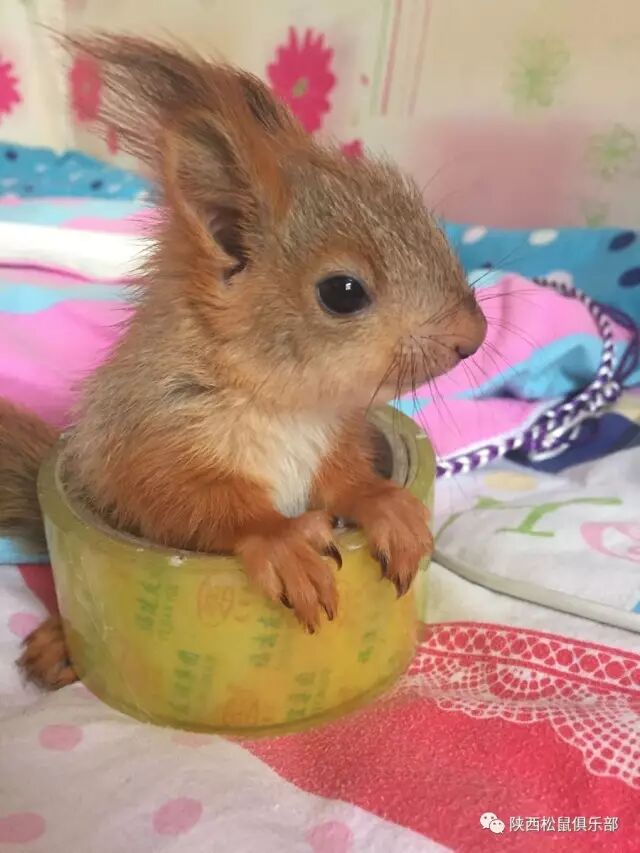 松鼠常见疾病及治疗方案