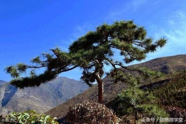 坟墓种树风水宜与忌