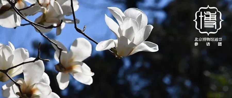 cover_image