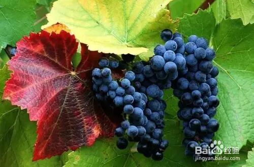 酒库知识常见红葡萄品种
