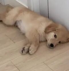 小金毛想出门玩，它想了这个办法疯狂暗示主人，萌翻