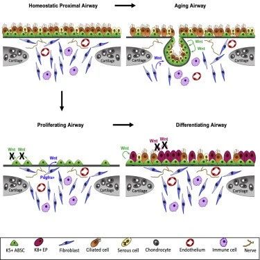Science：气道基底干细胞感知缺氧并直接分化为保护性的神经内分泌细胞