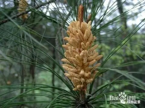 怎么简单的区别所有松树盆景的方法