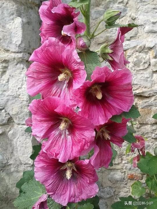 你认识“端午花”吗？