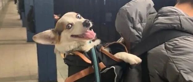 纽约地铁：禁止带狗，除非包里塞得下！于是一道奇妙的风景线出现了