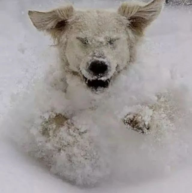 狗子看见雪反应大不同，二哈吃雪柴犬深沉，金毛最不稳重直接往门上撞……