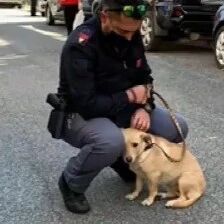 被绑在路灯上的流浪狗终于遇到了爱它的铲屎官...