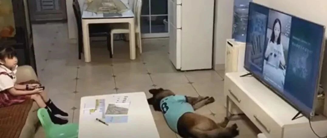 妈妈不在家，狗子和小主人竟然合谋干出这种事...妈妈：终究是我大意了！