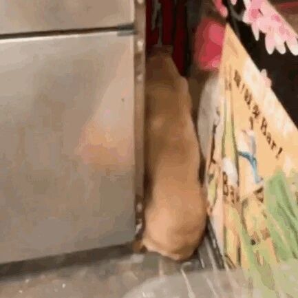 狂风暴雨天，狗狗突然闯进一家餐馆遭到顾客排斥，接下来店长的行为令所有人感动...