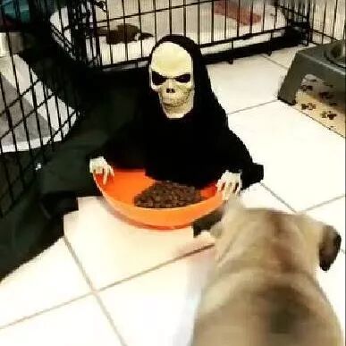 奇葩主人给狗子买了个新的狗粮盆，狗子：MMP！