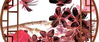 cover_image