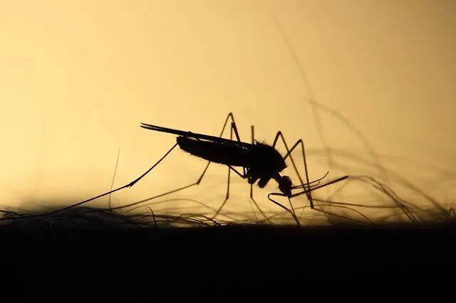 【创澳分享】国内外机构对于驱蚊虫植物精油...
