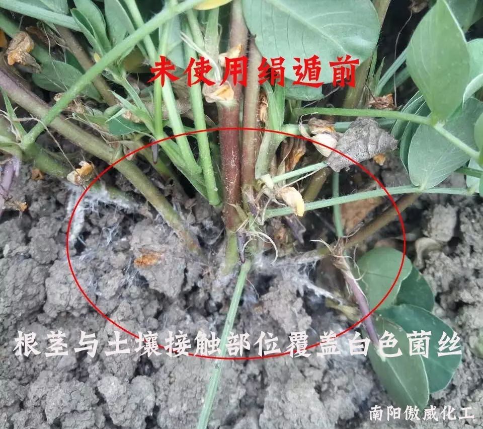 绢遁—花生白绢病克星|植保课堂-南阳傲威化工有限公司