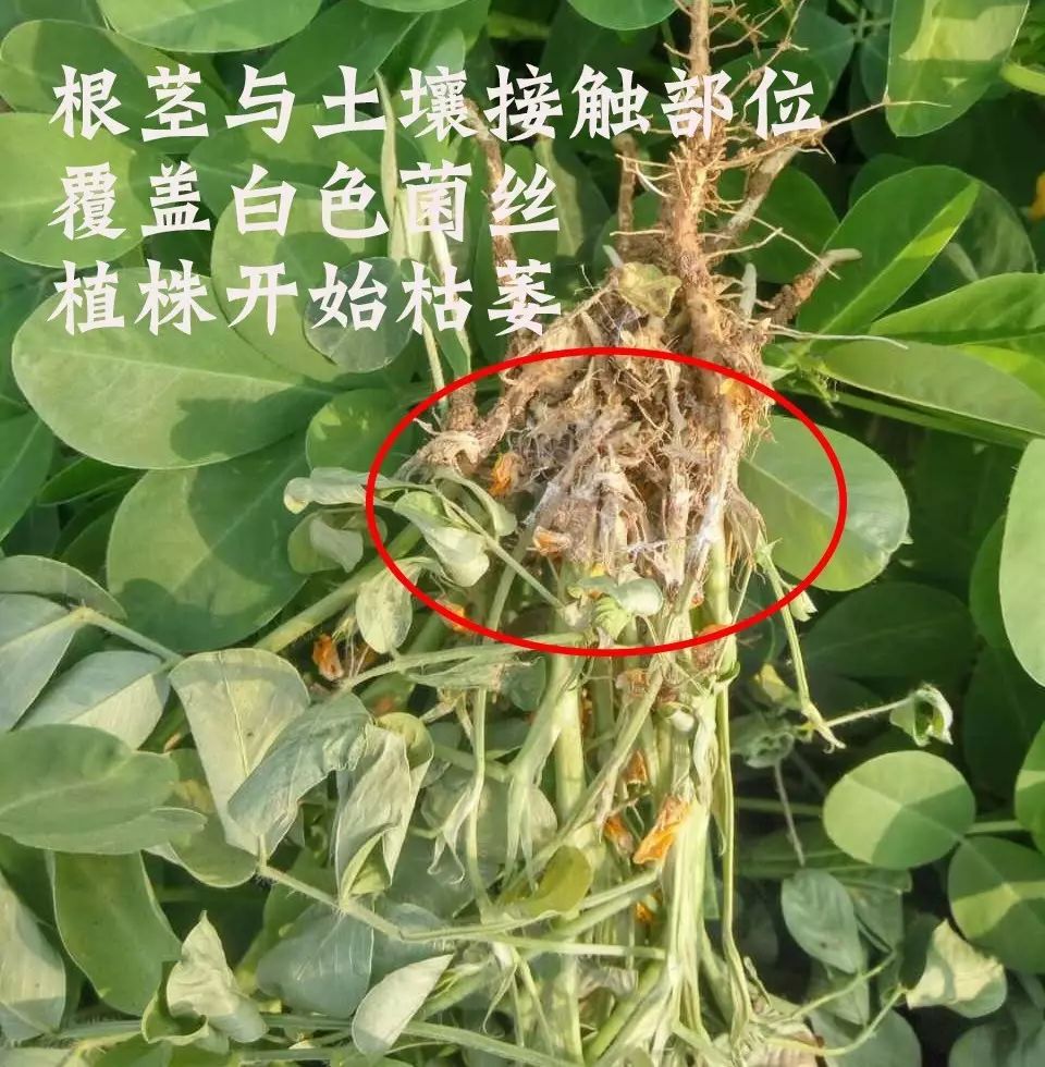 绢遁—花生白绢病克星|植保课堂-南阳傲威化工有限公司