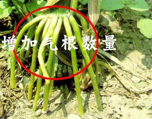 玉米控旺药什么时期用？怎么样用？能增产吗？|植保课堂-南阳傲威化工有限公司