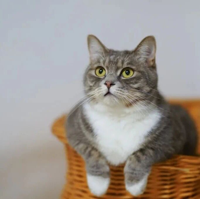 猫咪的一天