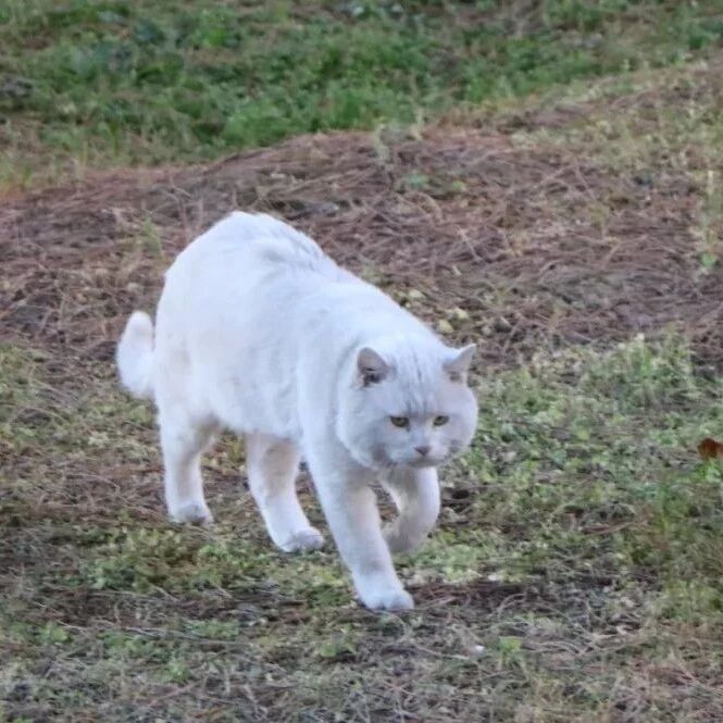 猫猫爱情故事