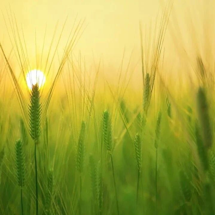 清晨