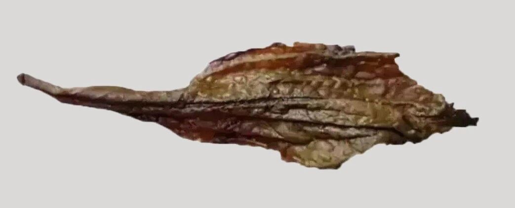 岩茶有“蛤蟆背”就是好吗？很多资深茶友都误会了！