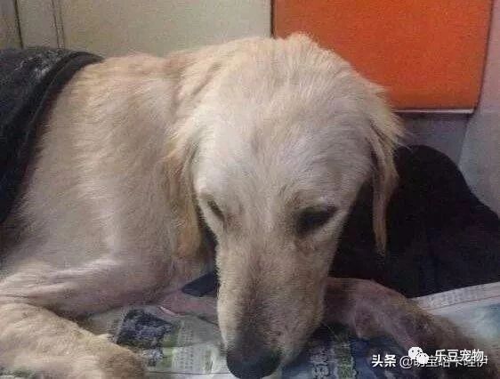 一只金毛大半夜在我家门口敲门，原来它的主人早就搬走不见了