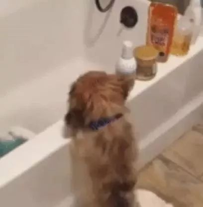 狗子洗完澡后非常生气，它居然这样报复，好狠一只狗！
