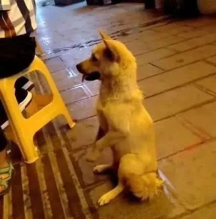 流浪狗狗太饿了，在夜市上向人不停作揖：能给我点吃的吗？