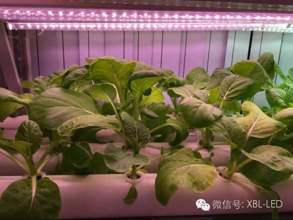 Led植物灯在台湾农业种植使用中的优势 Led企业新闻 金莎4166官网登录