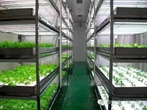 Led植物生长灯在室内农业种植应用与荧光灯金卤灯对比优势 Led企业新闻 厦门鑫宝亮光电有限公司