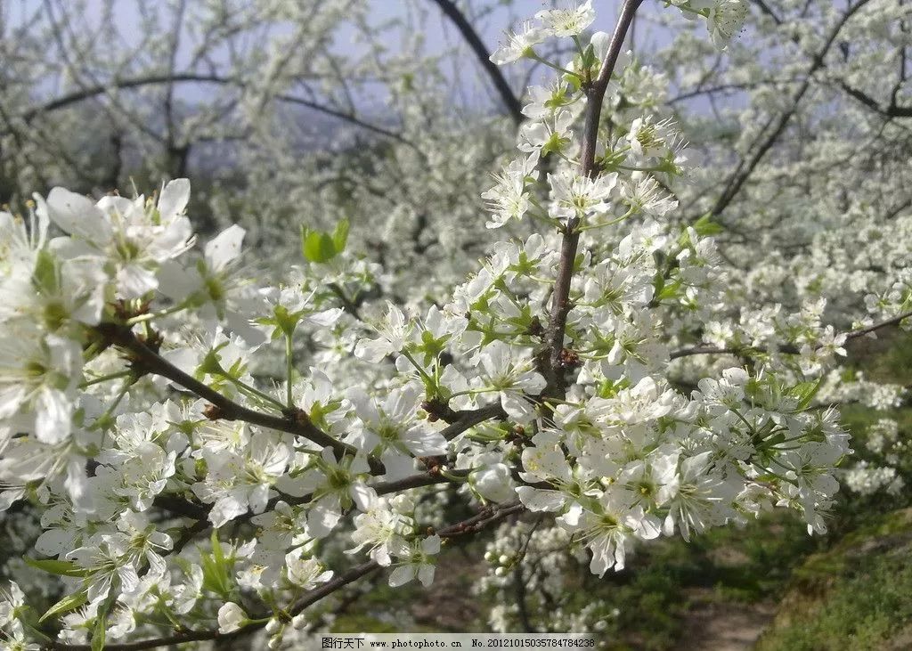 花海竟有这个神奇功效 这5种鲜花能美容 河南新闻