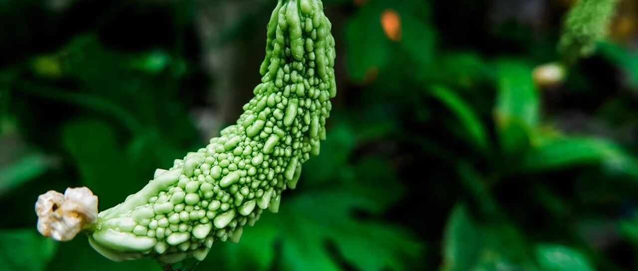 夏天通血管第一方！用它泡水，喝一次刮2斤油，还能排毒降三高