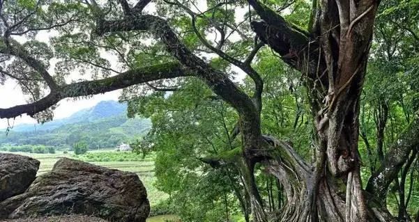 两广山区隐藏着郑成功后裔一族 选址营建奇门村六德堂 深藏 玄机