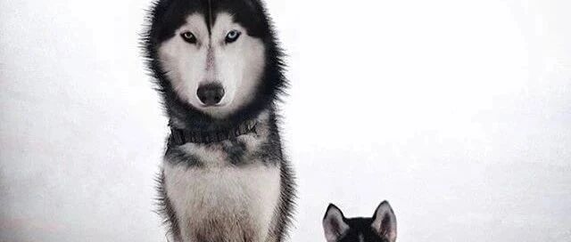 一张哈士奇麻麻和宝宝的合照火了，这相似度…是亲生的没错了！