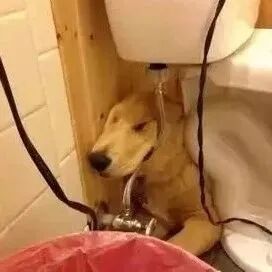 狗狗平时怎么看怎么帅，怎么一到睡觉就.....