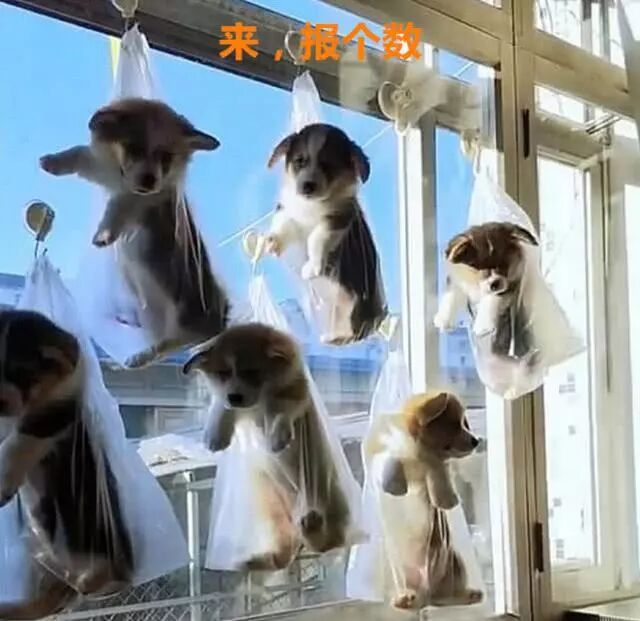 让男友帮忙照顾一下狗，回家开门差点跪下，还以为到了菜市场