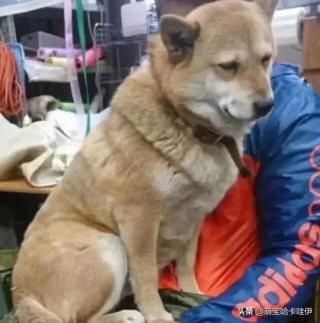 大黄狗陪主人卖菜困到不可以，主人抱着它，狗