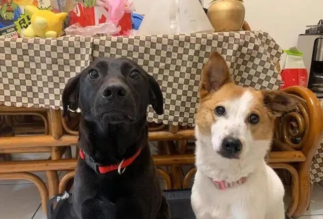 两只爱犬半夜对着窗户狂叫，主人早上一看大惊，差点出大事！