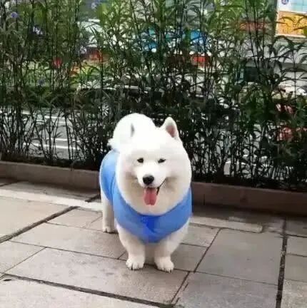主人正在给萨摩耶拍照，路人却边走边笑：它的腿…萨摩基？