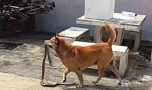 田园犬在院子里一直狂叫，主人受不了，出去一看被吓得脸色铁青