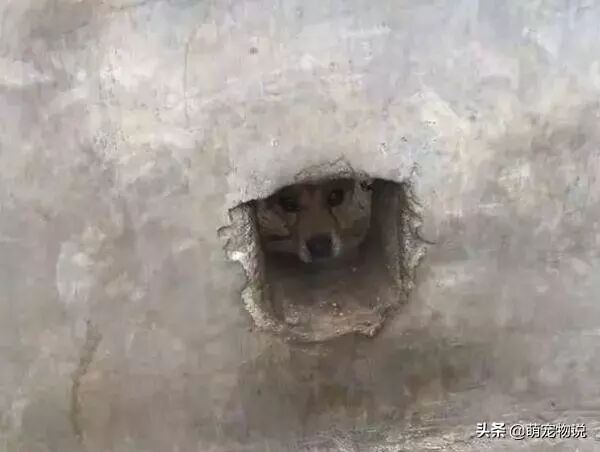 田园犬天天都坚持迎接主人回家，然而看到它的迎接方法后，笑喷！