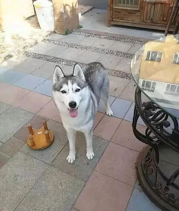 哈士奇偷跑出去玩，两小时后带了张纸条回来，主人一看笑喷了