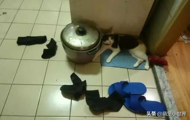 宠物猫爱偷袜子，战利品堆电锅角落让主人傻眼