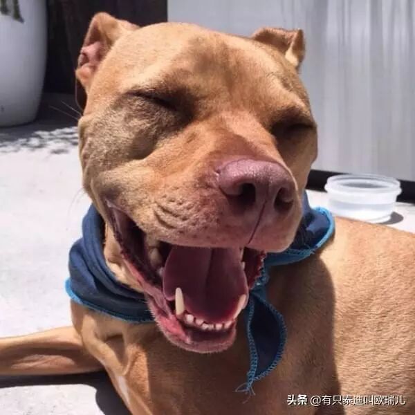 猫痴比特犬想养宠物猫，主人竟为它找到同色小喵