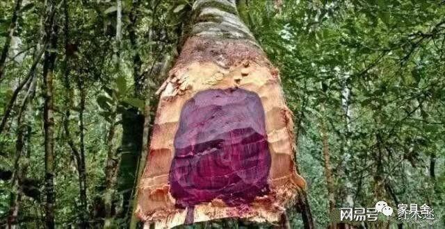 大叶紫檀是什么？和小叶紫檀什么关系？